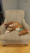 Nirvana - ADOPTED 12.09.17