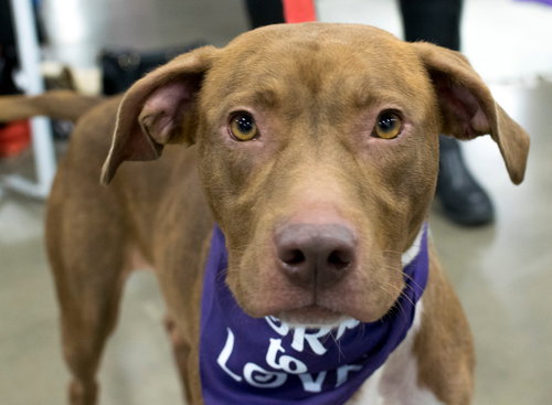 Nirvana - ADOPTED 12.09.17