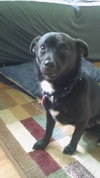 Wrigley - ADOPTED 07.01.18