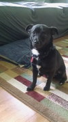Wrigley - ADOPTED 07.01.18