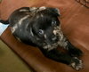Nr Litter Jonathan - ADOPTED 12.01.17