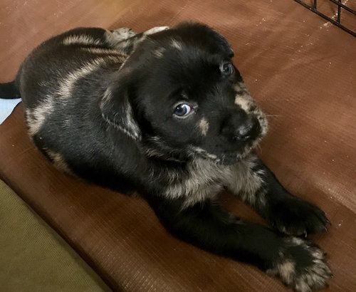 Nr Litter Jonathan - ADOPTED 12.01.17