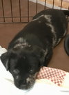 Nr Litter Jonathan - ADOPTED 12.01.17