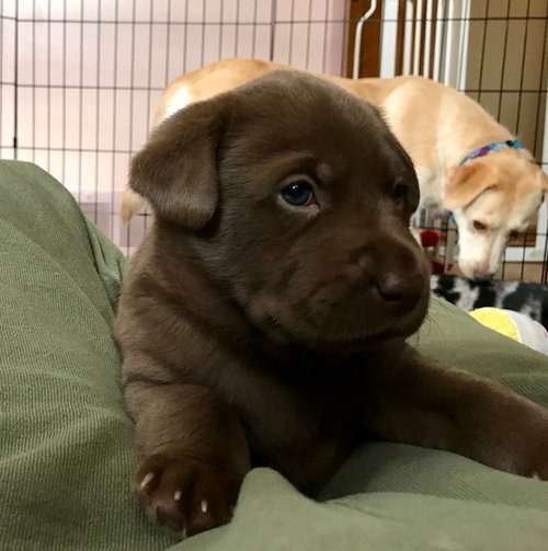 Nr Litter Macintosh - ADOPTED 12.01.17