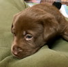 Nr Litter Macintosh - ADOPTED 12.01.17