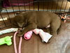 Nr Litter Macintosh - ADOPTED 12.01.17