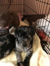 Nr Litter Gala - ADOPTED 12.01.17