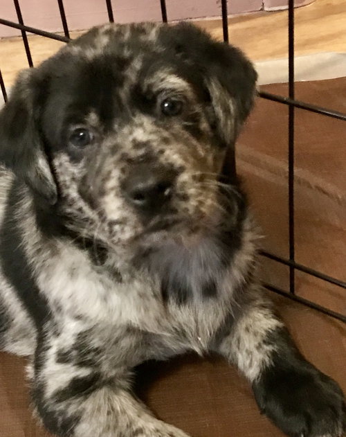 Nr Litter Gala - ADOPTED 12.01.17