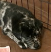 Nr Litter Gala - ADOPTED 12.01.17