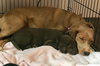 Nr Litter Cortland - ADOPTED 12.03.17
