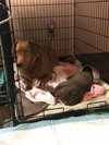 Nr Litter Cortland - ADOPTED 12.03.17
