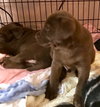 Nr Litter Cortland - ADOPTED 12.03.17
