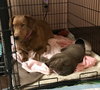 Nr Litter Cortland - ADOPTED 12.03.17