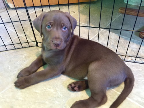 Nr Litter Cortland - ADOPTED 12.03.17