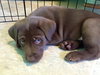 Nr Litter Cortland - ADOPTED 12.03.17