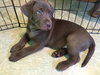 Nr Litter Cortland - ADOPTED 12.03.17