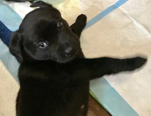 Nr Litter IdaMae - ADOPTED 12.01.17