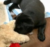 Nr Litter IdaMae - ADOPTED 12.01.17