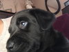 Nr Litter IdaMae - ADOPTED 12.01.17