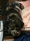 Nr Litter Fuji - ADOPTED 12.03.17