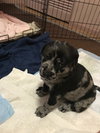 Nr Litter Fuji - ADOPTED 12.03.17
