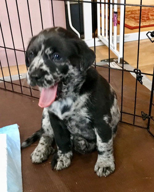 Nr Litter Fuji - ADOPTED 12.03.17