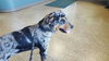 Peppermint - ADOPTED 12.22.17