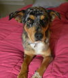 Peppermint - ADOPTED 12.22.17