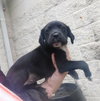 Noel - ADOPTED 12.21.17