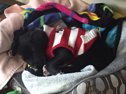 Noel - ADOPTED 12.21.17