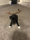 Noel - ADOPTED 12.21.17