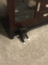 Noel - ADOPTED 12.21.17