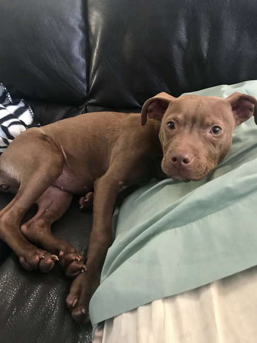 Rizzo - ADOPTED 02.18.18