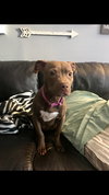 Rizzo - ADOPTED 02.18.18