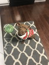 Rizzo - ADOPTED 02.18.18