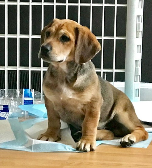 Pr Litter Wrangler - ADOPTED 12.25.17