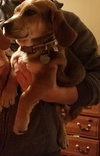 Pr Litter Wrangler - ADOPTED 12.25.17