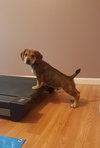 Pr Litter Wrangler - ADOPTED 12.25.17