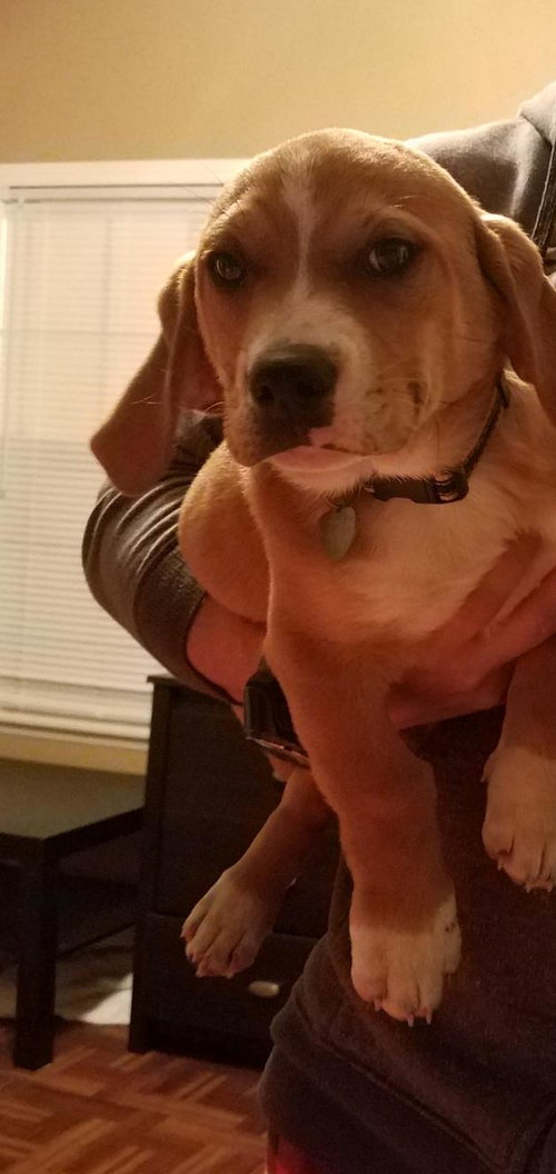 Pr Litter Compass - ADOPTED 12.23.17
