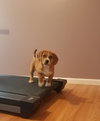 Pr Litter Compass - ADOPTED 12.23.17