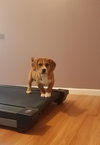 Pr Litter Compass - ADOPTED 12.23.17