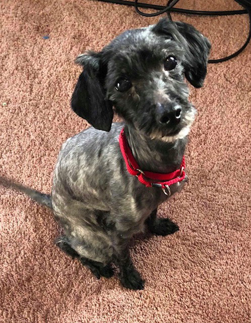 Miracle - ADOPTED 02.11.18