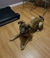Kodiak - ADOPTED 01.26.18