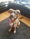 Kodiak - ADOPTED 01.26.18
