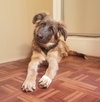 Kodiak - ADOPTED 01.26.18