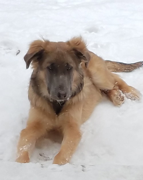 Kodiak - ADOPTED 01.26.18