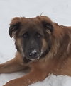 Kodiak - ADOPTED 01.26.18