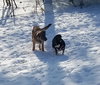 Kodiak - ADOPTED 01.26.18