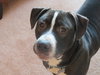 Normand - ADOPTED 10.19.18