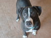 Normand - ADOPTED 10.19.18